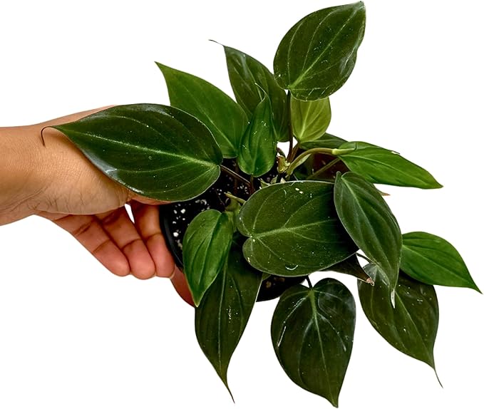 PLANTVERS Philodendron Micans in a 3" Grow Pot | Velvet Leaf Trailing Vine | Tropical Indoor Plant | Easy-Care Houseplant