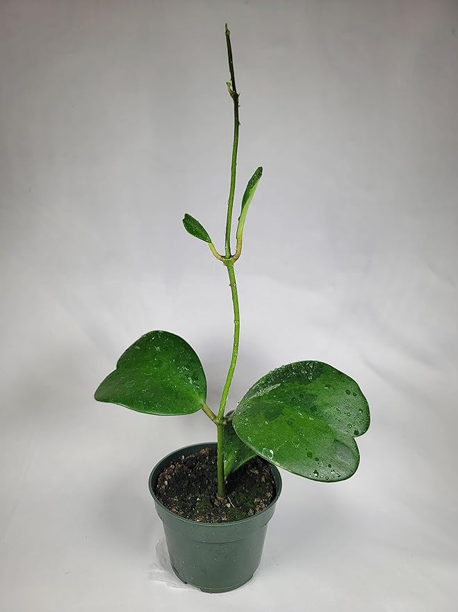 Hoya Kerrii with Heartshape Leaves Live Hoya Plant Great Gift for Mothers and Loved Ones Sweetheart Hoya Live Plant (Hoya Kerrii in 4" Pot, 7-10 Leaves Plant)