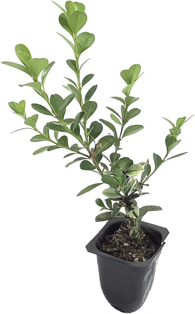 Japanese Boxwood - 30 Live Plants - 2" Pot Size - Buxus Microphylla - Fast Growing Cold Hardy Formal Evergreen Shrub