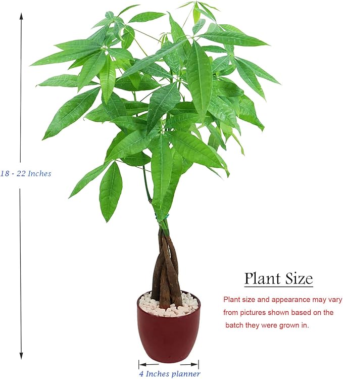 Athena's Garden Money Tree Plant Indoor Live Plant Pachira Money Tree with Ceramic Planter 18 Inches Tall, Red Pot - White Rocks, Medium