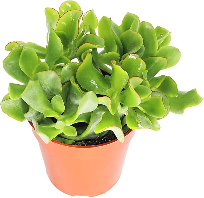 Curly Jade Succulent - 4'' from California Tropcials