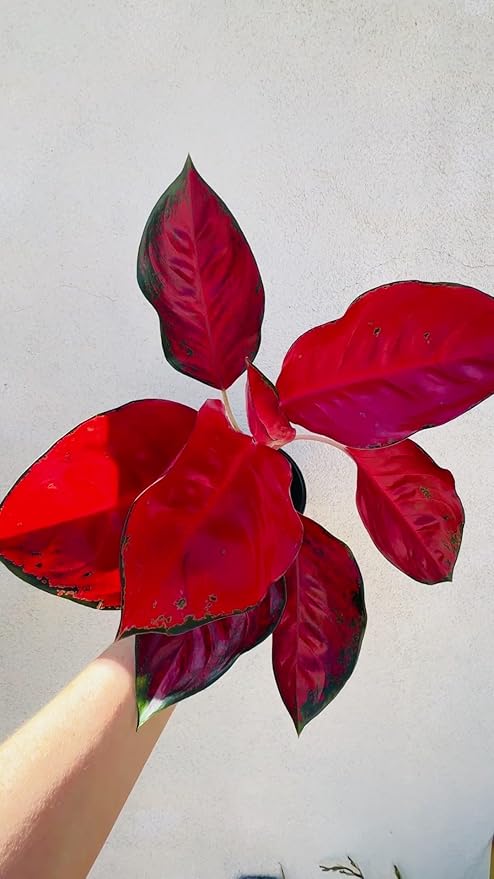 Southeast Asian Aglaonema Suksom Jaipong, Indoor Tropical Plant, Glossy Neon Red and Green Leaves, Rare Collector's Variety, Low Light, Live Plant