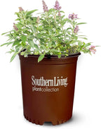 Perfect Plants Butterfly Candy Li'l Lavender Butterfly Bush in 1 Gallon Grower's Pot | Live Flowering Shrub for Outdoor & Containers | Compact | Attracts Pollinators to Your Landscape | Zones 5-10