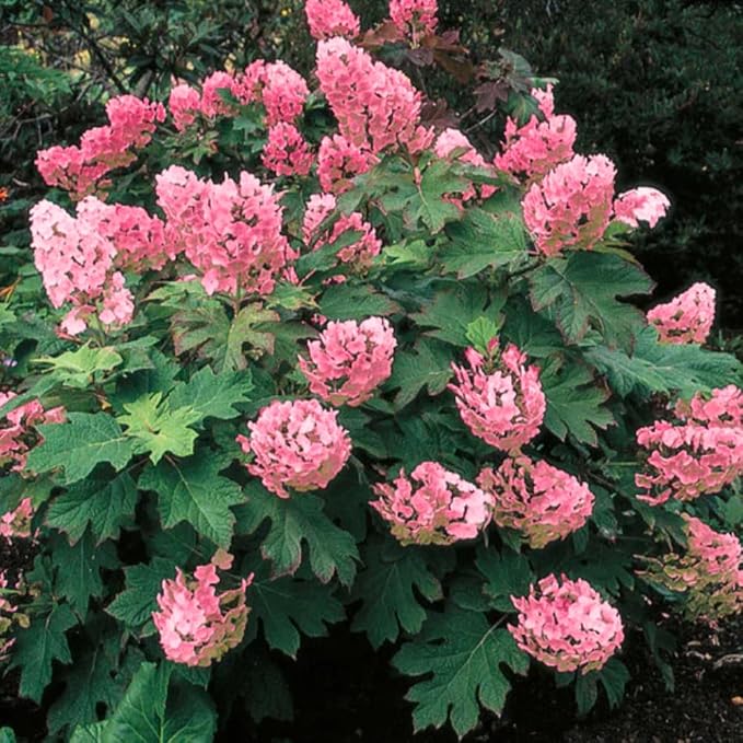 Hydrangea Live Plant, 6-12 Inch Tall, Hardy Flowering Shrub in 2.5" Pot, Outdoor Garden Hydrangea Bush (Ruby Hydrangea)