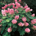 Hydrangea Live Plant, 6-12 Inch Tall, Hardy Flowering Shrub in 2.5" Pot, Outdoor Garden Hydrangea Bush (Ruby Hydrangea)