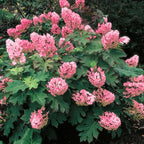 Hydrangea Live Plant, 6-12 Inch Tall, Hardy Flowering Shrub in 2.5" Pot, Outdoor Garden Hydrangea Bush (Ruby Hydrangea)