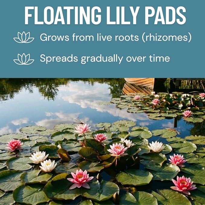 Live Water Lily Roots for Planting – Hardy Lily Pad Tubers for Ponds & Water Gardens – Easy Grow Aquatic Plants with Floating Pads & Blooming Flowers (3 Lily Pad Roots)