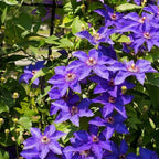 50+ Clematis Lasurstern Seeds, Large Flowered Perennial Climbing Vine for Garden Trellis, Fences and Walls