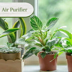Philodendron Plant Live Exclusive Collection (4-Pack) – Rare Birkin, Gloriosum, Pink Princess & White Wizard in 2" Pot; Easy Care Indoor Plants Live Houseplants Decor for Home/Office/Garden