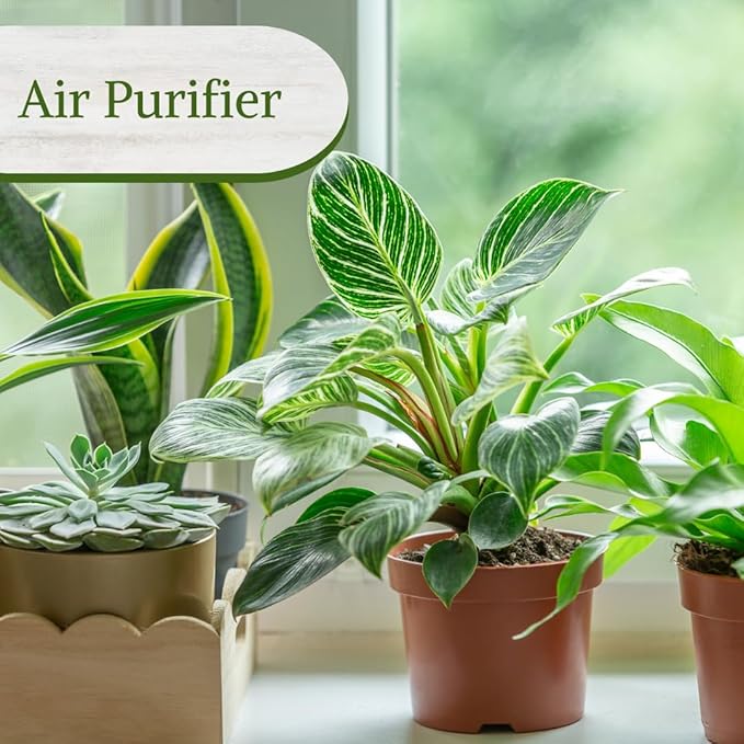 Philodendron Plant Live Exclusive Collection (4-Pack) – Rare Birkin, Gloriosum, Pink Princess & White Wizard in 2" Pot; Easy Care Indoor Plants Live Houseplants Decor for Home/Office/Garden