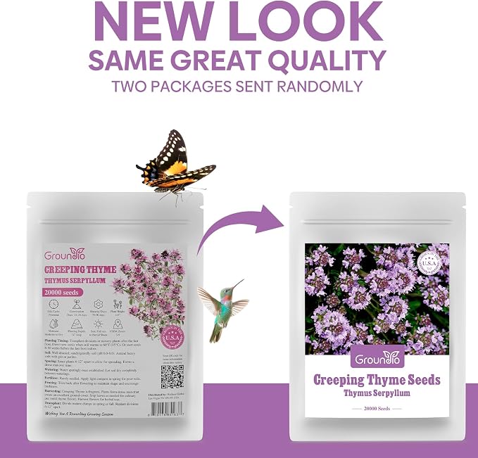 Groundio 20000+ Creeping Thyme Seeds Ground Cover Plant, Perennial Thyme Flower Seeds for Planting Outdoor, Low Maintenance, Grown in The USA