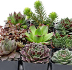 Mountain Crest Gardens Hardy Succulent Variety Pack - 12 Frost-Tolerant Live Plants, Rooted in 2 Inch Pots - Real Outdoor Succulents for Rock Gardens, Landscaping, DIY Arrangements
