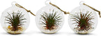 WGV Hanging Terrarium Globe, Width 2.5", Height 3", DIY Air Succulent Planter, Clear Glass Vase Orb with Flat Bottom, Candle Holder for Windowsill Outdoor Garden Decor, 6 Pieces Bulk