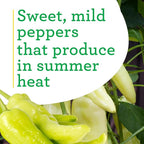 Bonnie Plants Sweet Banana Pepper - 4 Pack Live Plants, 6 Inch Fruit Size, Great For Frying & Pickling