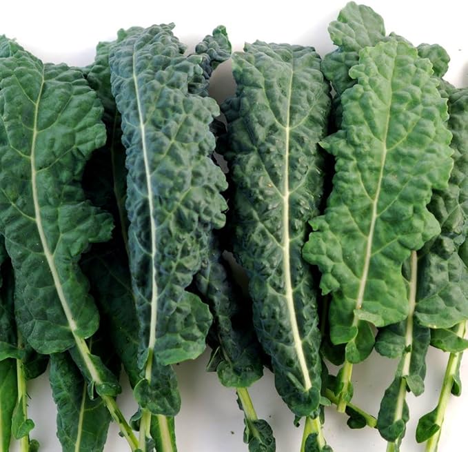 Kale Lacinato (AKA Dinosaur or Tuscan) Great Heirloom Vegetable by Seed Kingdom 500 Seeds