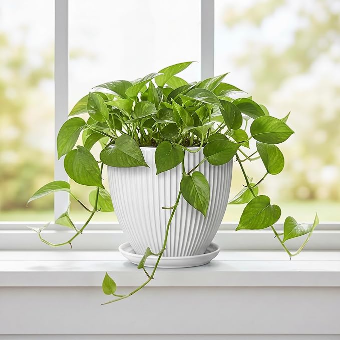 Ceramic Pots for Plants, 6 Inch Plant Pot with Drainage Hole and Saucer, Round Ceramic Flower Pots for Indoor Plants, Modern Small Succulent Planter, Room Home Decor, Plant Lover Gifts, White