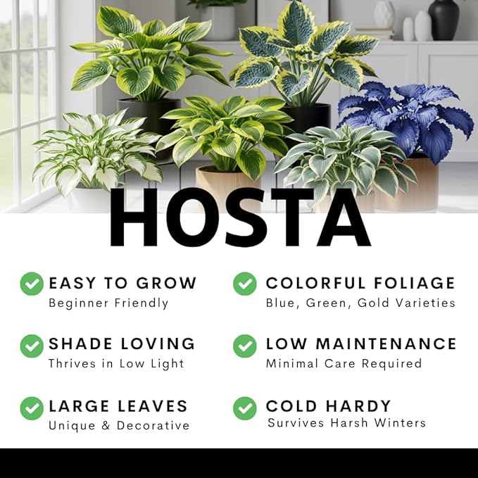 Blue Halcyon Hosta Live Starter Plant | Hardy Shade Loving Perennial | Blue Green Foliage Hosta for Garden Beds, Borders & Containers (3 Plants)