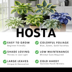 Blue Halcyon Hosta Live Starter Plant | Hardy Shade Loving Perennial | Blue Green Foliage Hosta for Garden Beds, Borders & Containers (3 Plants)