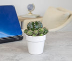 Cactus Plants Live in White Succulent Planter Pot, Live Cactus in Cactus Soil Potting Mix, Live Mini Cactus Succulents Plants Live Cacti, Cactus Live Succulents in Cactus Plant Pot by Plants for Pets