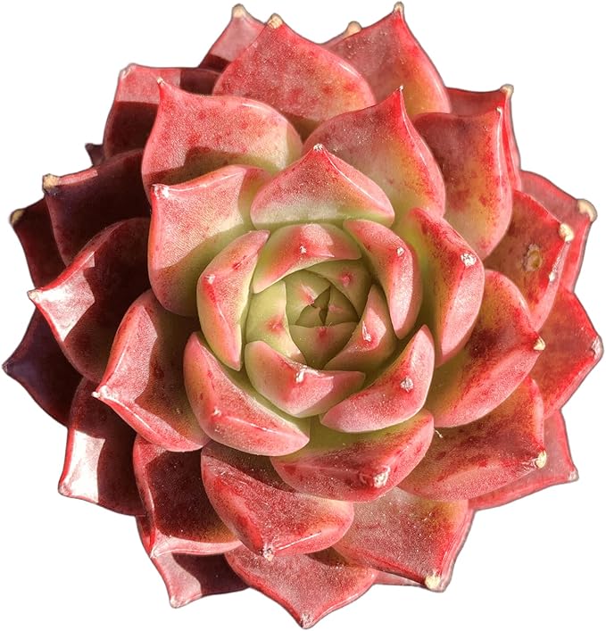 FWPP Succulents Plants Live Echeveria Small Conch,Mini Succulents Red 3 inches Mini Succulents,Bare Root Without Pot,Succulent Plant Live Decoration Plant Gifts