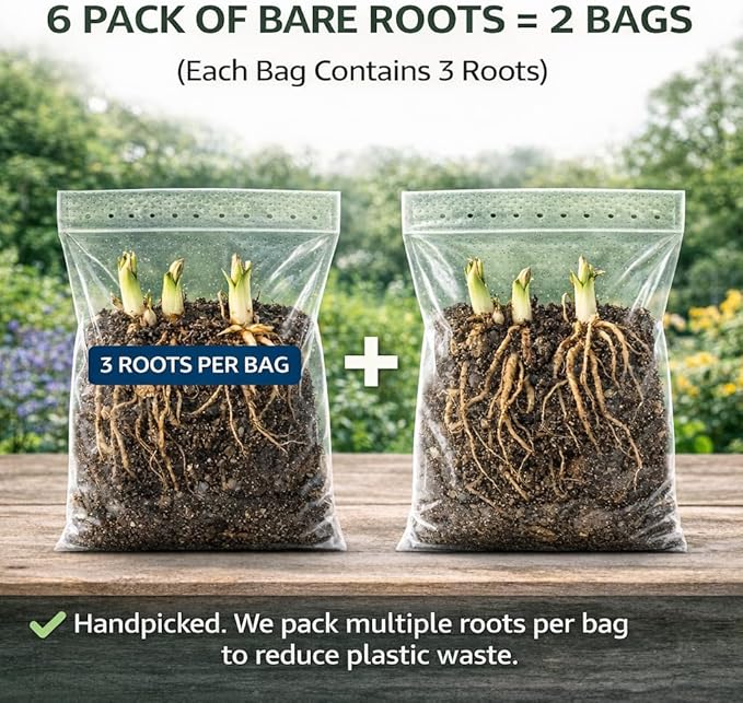 6 Pack of Mixed Heart-Shaped Hosta Bare Roots Plants - Rich Green Foliage, Low Maintenance for Your Home and Garden, Shipped Fresh & Daily from Our Coolers. 1000's Sold