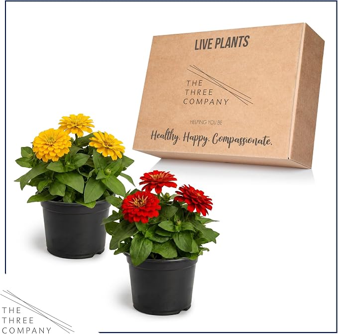 Live Zinnia 2-Pack – Assorted Colors, Flowering Annual, Beautiful Spring and Summer Blooms, 10" Tall by 5" Wide in 1 Qt Pot