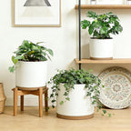 Large Plant Pots Set of 3 – 8", 9", 10" Indoor Flower Pots with Drainage Holes and Saucers, Big Planters for Monstera, Fiddle Leaf Fig, Snake Plant – 5 Colors