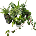 Josh's Frogs Dart Frog Vivarium Bioactive Plant Kits (20 Gallon)