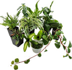 Josh's Frogs Dart Frog Vivarium Bioactive Plant Kits (20 Gallon)