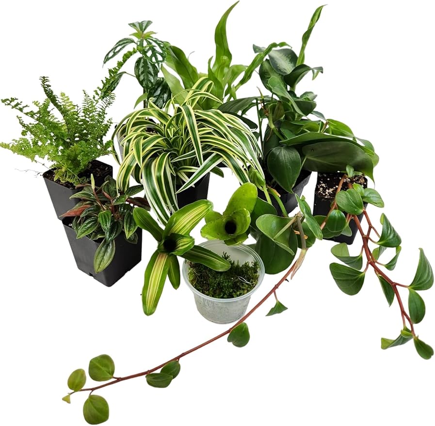 Josh's Frogs Dart Frog Vivarium Bioactive Plant Kits (20 Gallon)