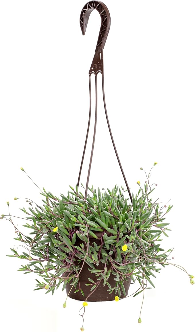 Ruby Necklace Succulent Vine Hanging Basket, Othonna capensis, Live Succulents Plants Live Houseplants, House Plants Indoors Live Indoor House Plants, Unique Live Plant Basket by Plants for Pets