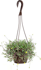 Ruby Necklace Succulent Vine Hanging Basket, Othonna capensis, Live Succulents Plants Live Houseplants, House Plants Indoors Live Indoor House Plants, Unique Live Plant Basket by Plants for Pets