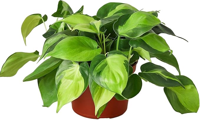 Philodendron Hederaceum Brasil Live Plant for Indoor | Different Houseplants in 4'' & 6'' Pot | Real House Plant for Living Room, Office, Desk & Bathroom | Cordatum