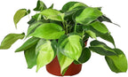 Philodendron Hederaceum Brasil Live Plant for Indoor | Different Houseplants in 4'' & 6'' Pot | Real House Plant for Living Room, Office, Desk & Bathroom | Cordatum