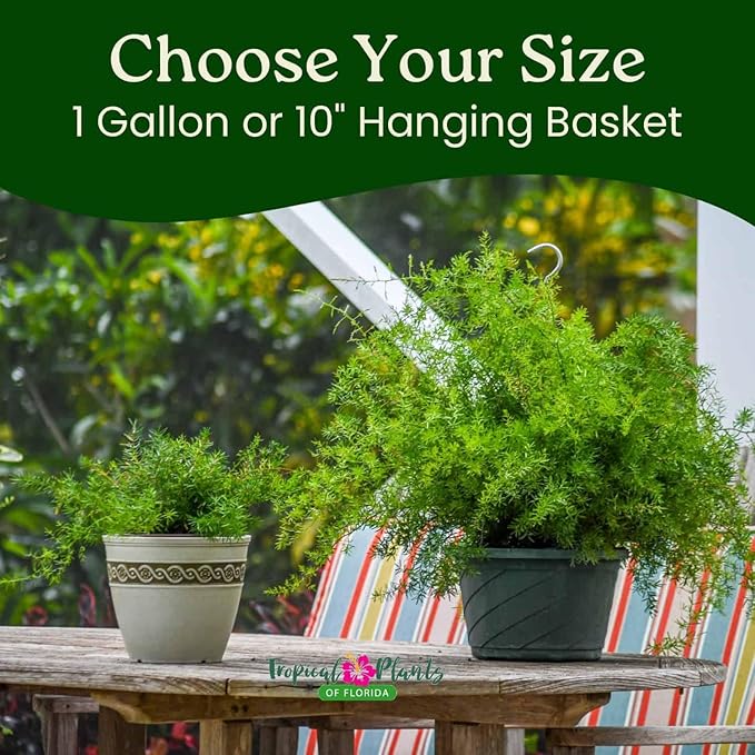 Sprengeri Asparagus Fern Hanging Basket 10" – Live Plant with Lush Green Foliage – Air-Purifying, Easy-Care Houseplant for Indoor & Outdoor Spaces – 24" to 28" Spread – Tropical Plants of Florida
