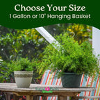 Sprengeri Asparagus Fern Hanging Basket 10" – Live Plant with Lush Green Foliage – Air-Purifying, Easy-Care Houseplant for Indoor & Outdoor Spaces – 24" to 28" Spread – Tropical Plants of Florida