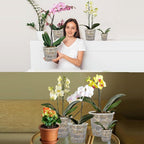 12Pcs Orchid Pot, 3 Each of 4.5, 5.5, 6.3 and 7.5 Inch Orchid Pots with Holes, Clear Plastic Flower Plant Pot Indoor Outdoor Use(3 Each of 4.5,5.5, 6.3,7.5in)
