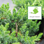 Perfect Plants Blue Pacific Juniper Shrub 1 Gallon | Real Live Outdoor Plant | Exotic Groundcover Perennial | Evergreen Foliage All Year Long