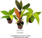 BubbleBlooms Philodendron Assortment Set, 2 inch pots, 4 Different Philo Imperial House Plants