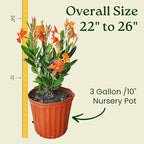 Dipladenia Plants (Orange Fired Up, 3 Gallon/10 Nursery Pot)