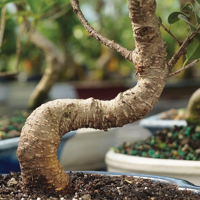 Brussel's Bonsai - Live Golden Gate Ficus Bonsai Tree Kit with Ceramic Bonsai Pot & Bonsai Soil, Indoor Bonsai Plant Starter Kit, Easy Care Houseplant for Home or Office (Small)