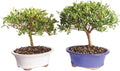 Brussel's Bonsai Live Gardenia Bonsai Tree - Small, 4 Years, 6 to 8 In - Outdoor Bonsai in Ceramic Bonsai Pot, 2 Pack
