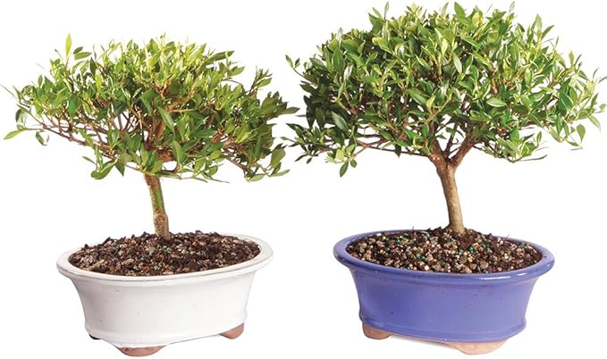 Brussel's Bonsai Live Gardenia Bonsai Tree - Small, 4 Years, 6 to 8 In - Outdoor Bonsai in Ceramic Bonsai Pot, 2 Pack