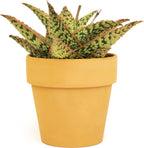 Live Aloe Plant Succulents, Star Aloe Plants Live in Clay Pots for Plants, Succulents Plants Live in Potting Soil, Potted Succulents Live Plants, Cactus Plants Live Succulent Plants by Plants for Pets