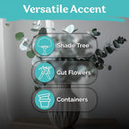 KVITER 50 Argyle Apple Eucalyptus Seeds (Eucalyptus Cinerea) - Silver Dollar, Evergreen Garden Decor, Fragrant Foliage, Non GMO Seed - Tree Seeds in Seed Packets for Outdoors, Suitable for Containers