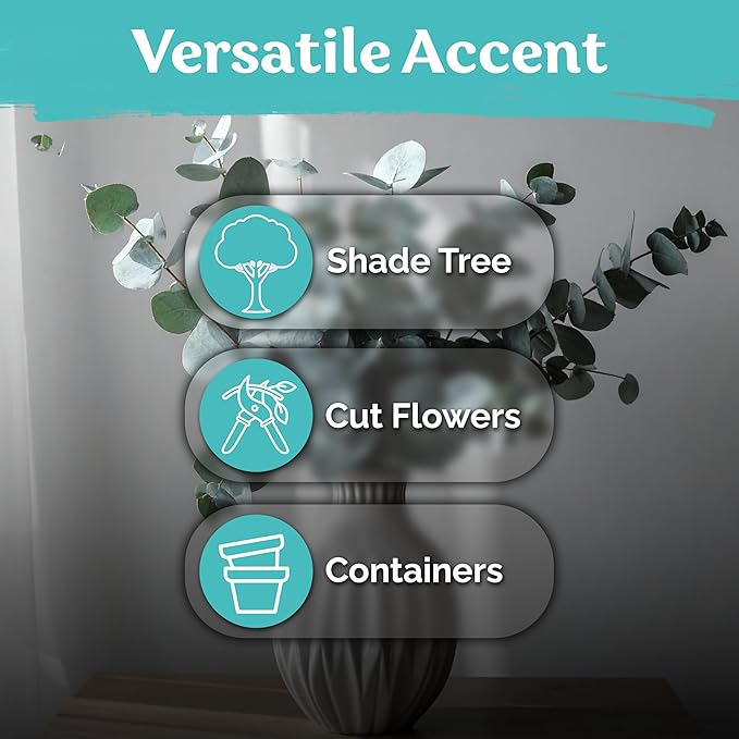 KVITER 50 Argyle Apple Eucalyptus Seeds (Eucalyptus Cinerea) - Silver Dollar, Evergreen Garden Decor, Fragrant Foliage, Non GMO Seed - Tree Seeds in Seed Packets for Outdoors, Suitable for Containers