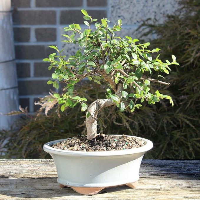 Brussel's Bonsai Live Chinese Elm Bonsai Tree, Outdoor - Medium, 7 Years Old, 8 to 10 inches Tall - Includes Decorative Ceramic Bonsai Pot