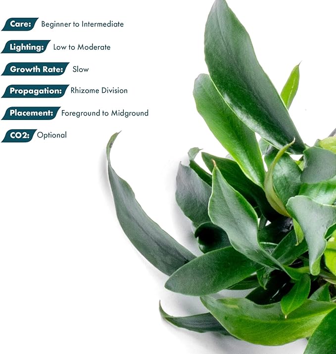 SubstrateSource Anubias Live Aquarium Plants - Potted Freshwater Plant for Fish Tanks, Terrariums - Beginner Friendly Low Light (Chili Jalapeno, 1 Pot)