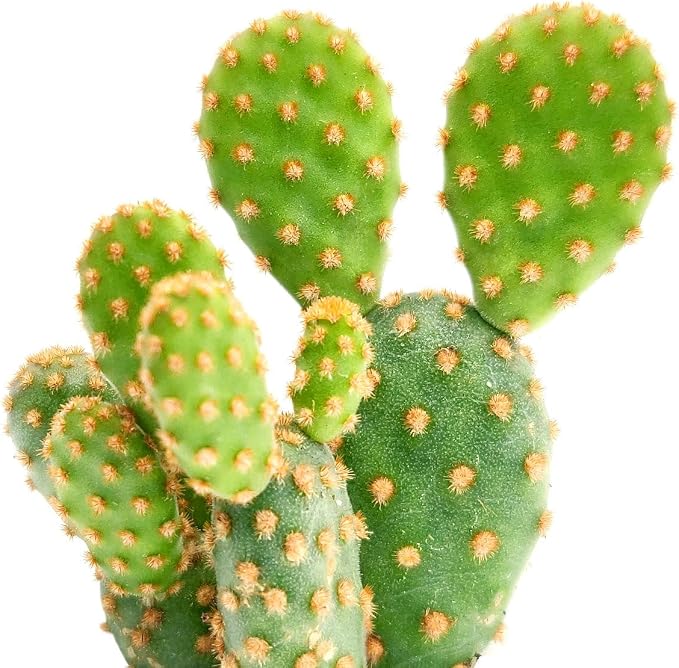 Live Cactus Plants, Fully Rooted 2-inch Cactus Succulent Plants, Rare Varieties for Gift or Home Decoration (Opuntia Rufida Minima Cinnamon Cactus)