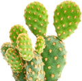 Live Cactus Plants, Fully Rooted 2-inch Cactus Succulent Plants, Rare Varieties for Gift or Home Decoration (Opuntia Rufida Minima Cinnamon Cactus)